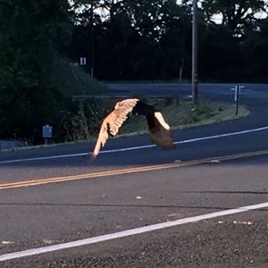 Meet your Posher, Jake